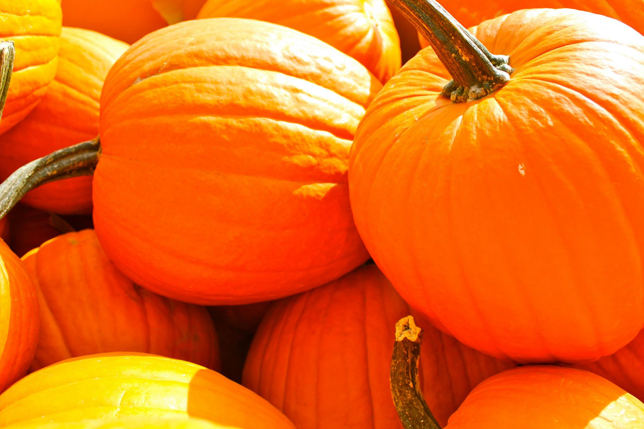 Its Fall Ya’ll: Autumnal Happenings @ the Market