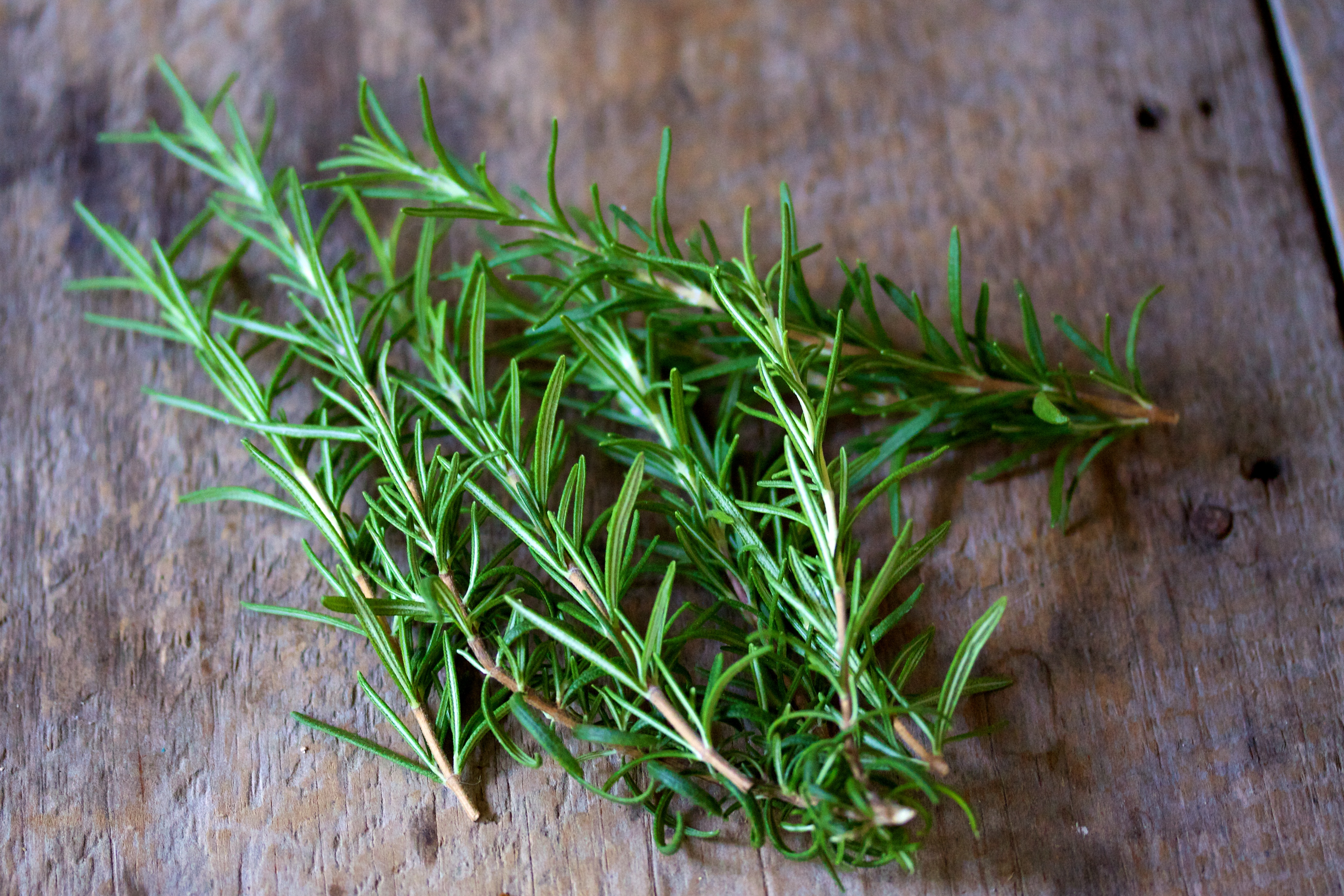 Rosemary Herb Tasting: Saturday, November 5 at 8:30 AM – 10:30 AM